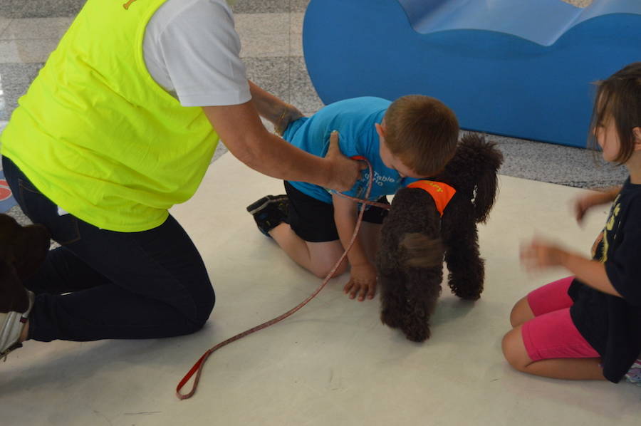 Pet therapy a Malpensa