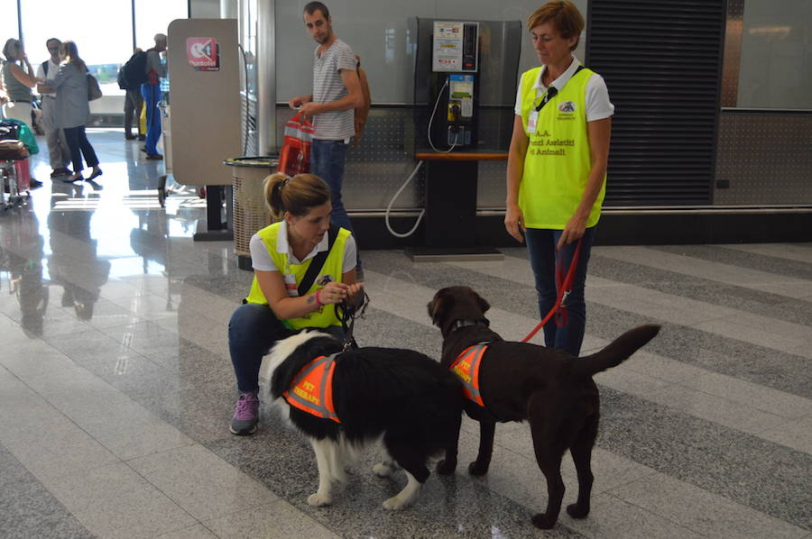 Pet therapy a Malpensa