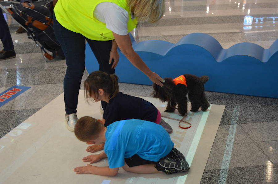 Pet therapy a Malpensa