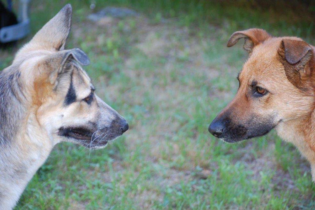 Sguardi intensi......