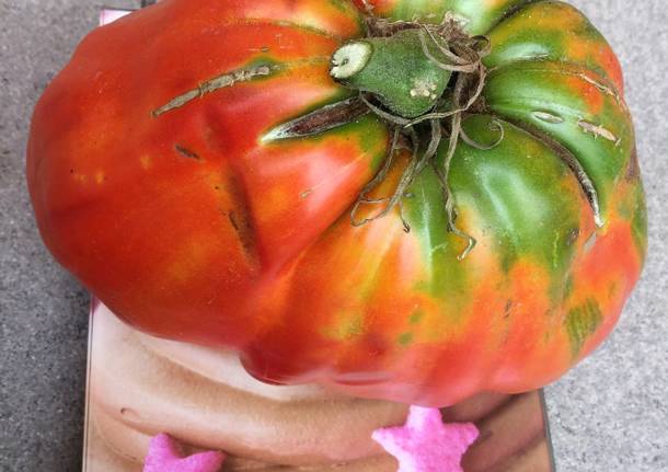 Uno dei pomodori giganti dell’orto di Mario F. (Vergiate)