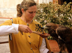 Falconeria