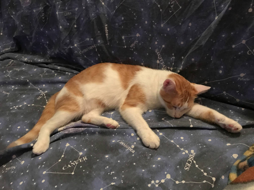 Gatto rosso