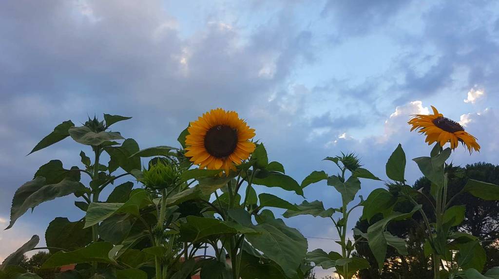 girasoli temporale estate casciago 