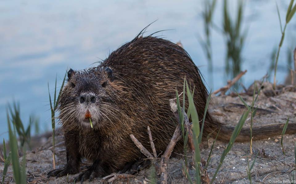 Nutria