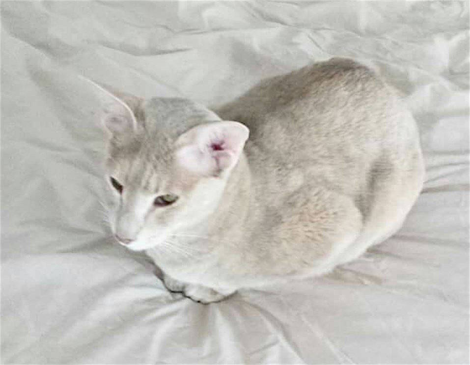palù
