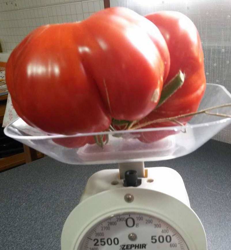 pomodoro super 