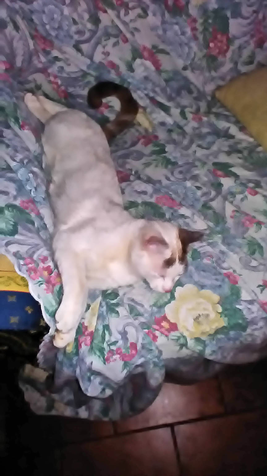 Rex da Tradate