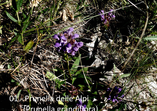 Fiori ne piante nel Parco del Campo dei Fiori