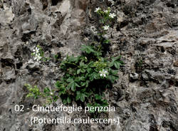 Villa Cagnola e Palude Brabbia - a spasso con Teresio Colombo