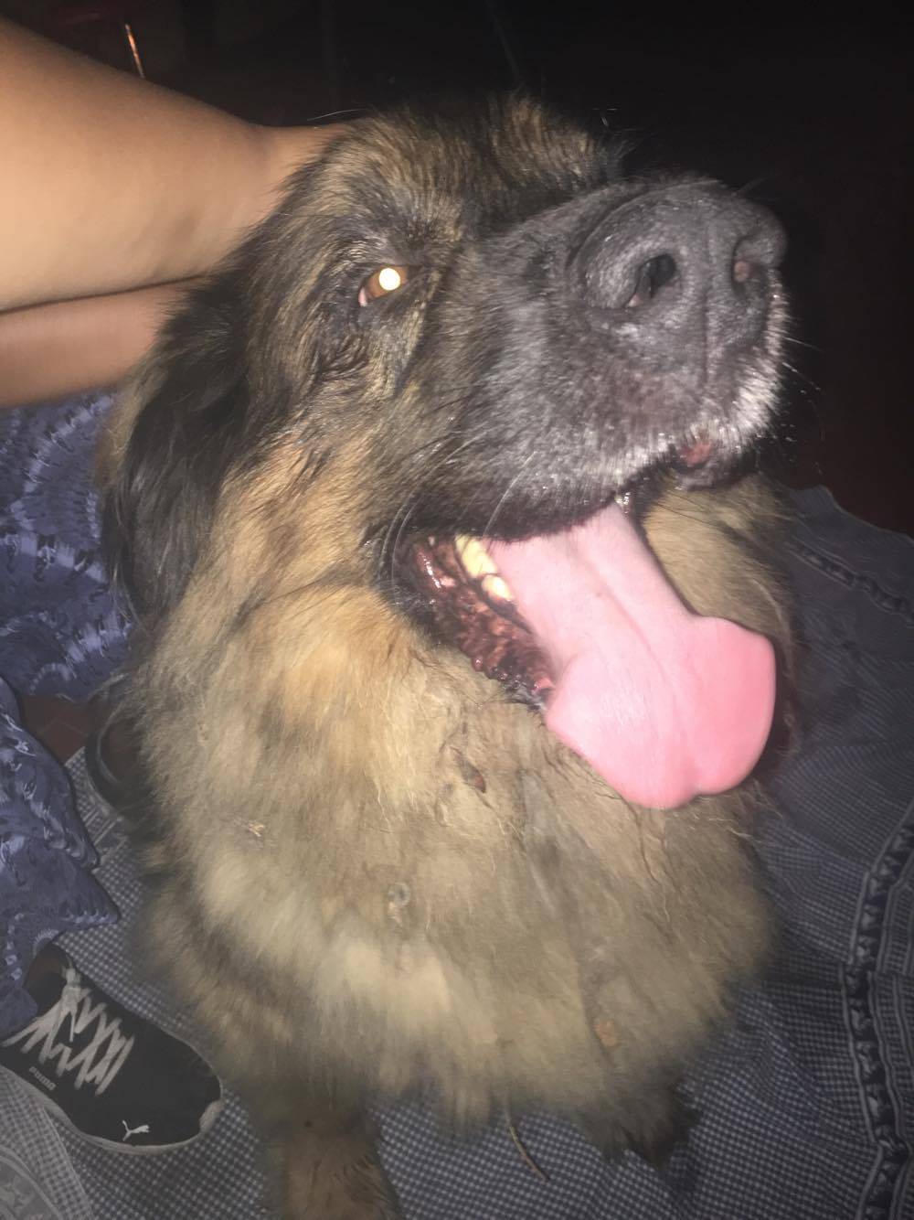 Cane Cadrezzate