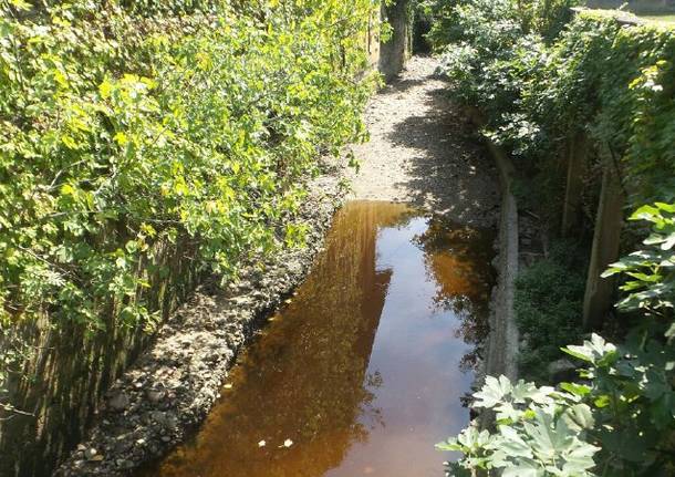 Torrente Lura: pesci a rischio