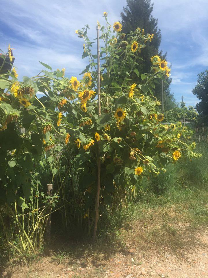 Girasoli da record