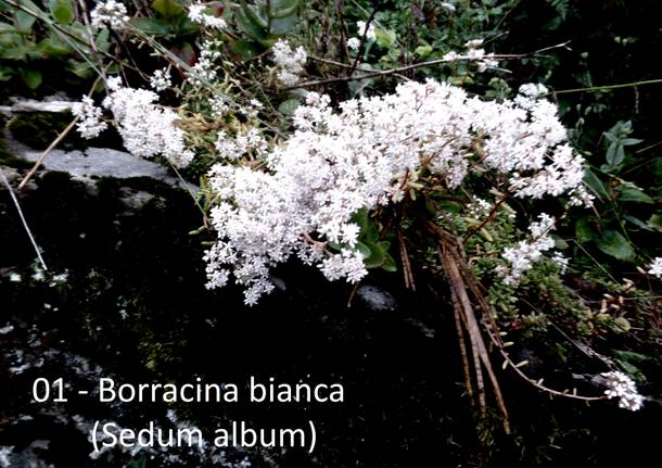 Al Monte Tre Croci e al laghetto di Brinzio