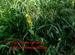 Al Monte Tre Croci e al laghetto di Brinzio