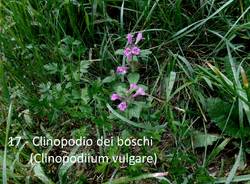 Al Monte Tre Croci e al laghetto di Brinzio