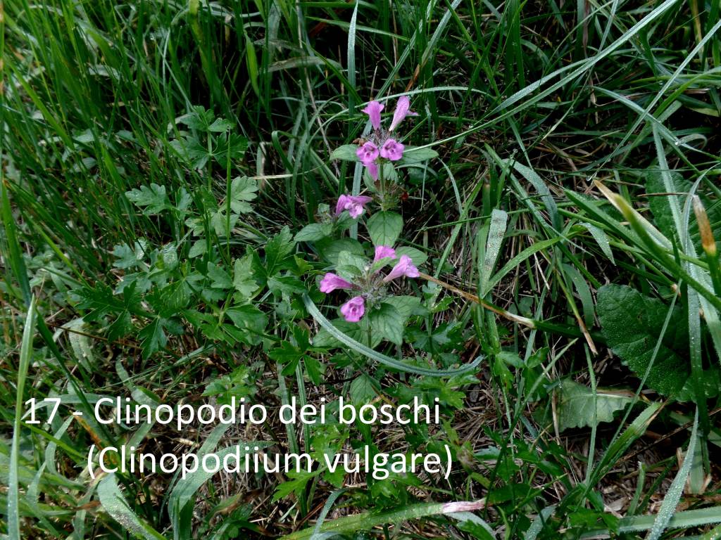 Al Monte Tre Croci e al laghetto di Brinzio