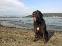 La spiaggia per cani a Dormelletto