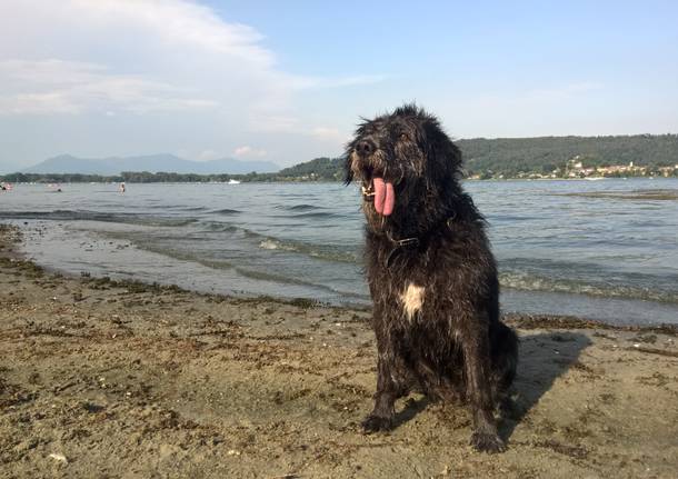 La spiaggia per cani a Dormelletto