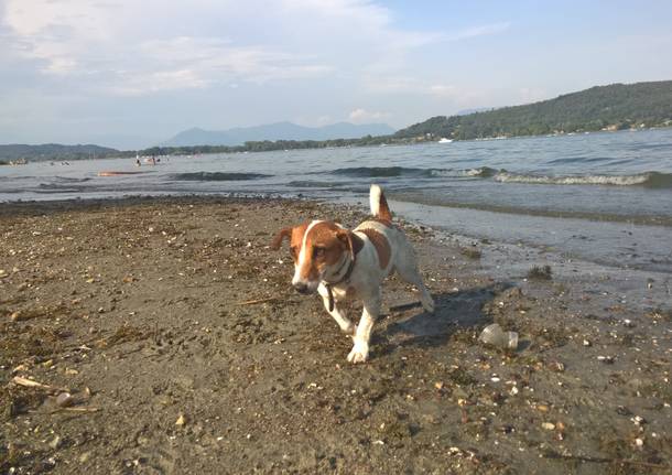 La spiaggia per cani a Dormelletto