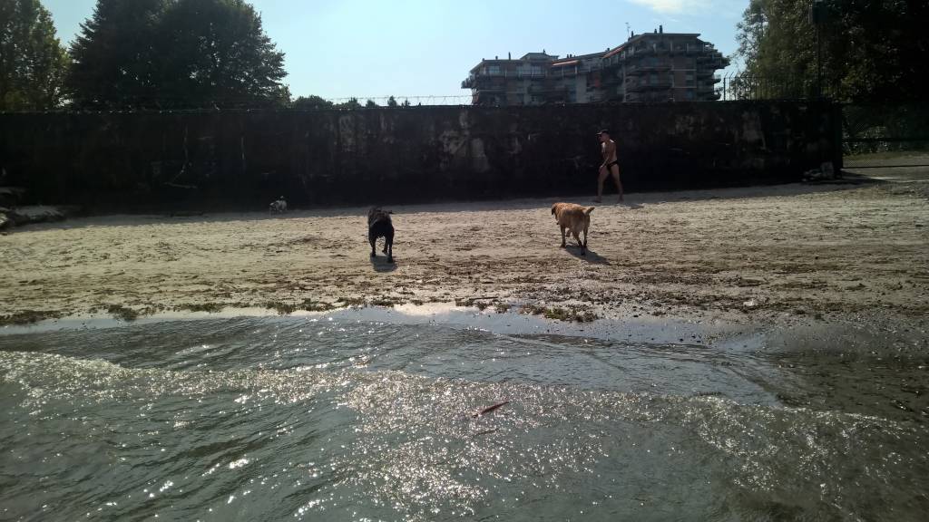 La spiaggia per cani a Dormelletto