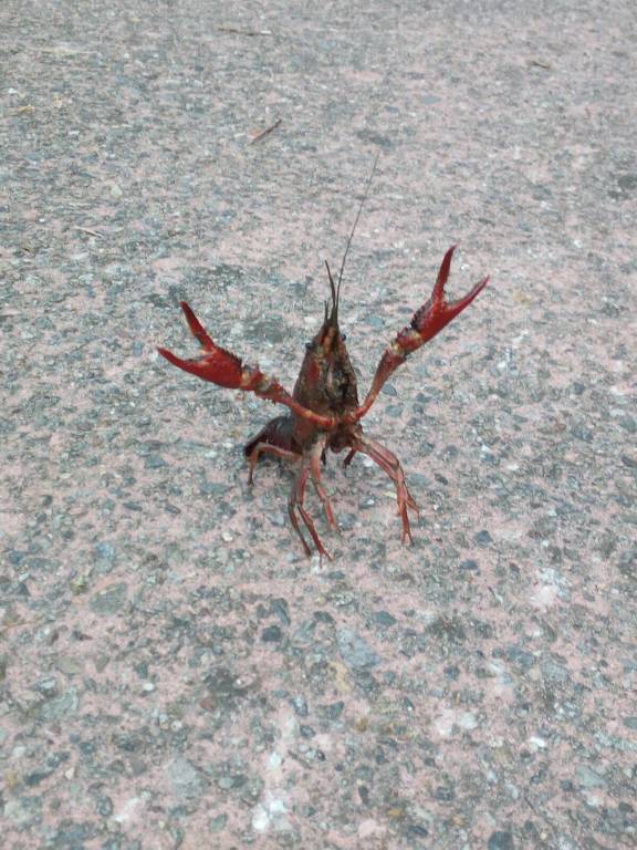 Il balletto del gambero