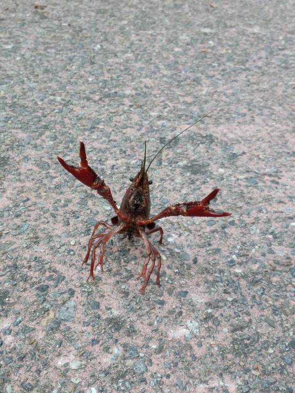 Il balletto del gambero