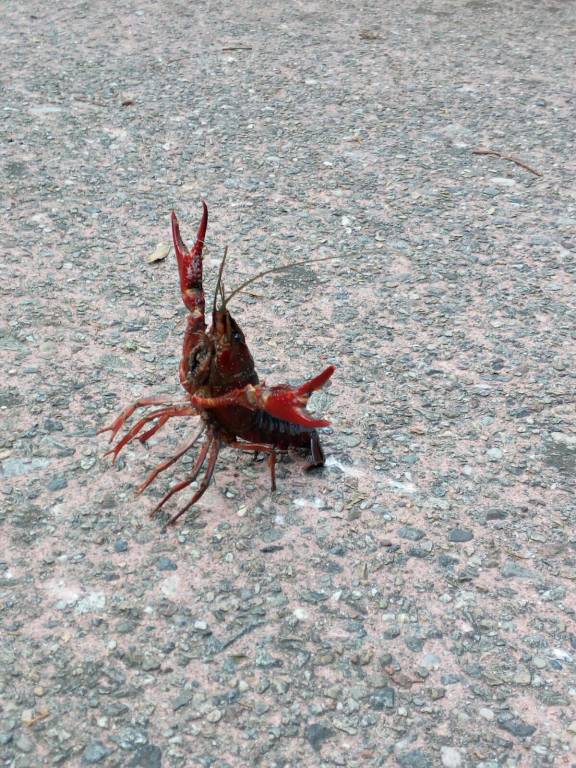 Il balletto del gambero