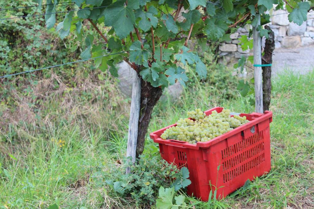 La vendemmia ad Angera