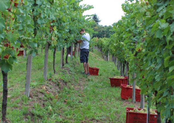 La vendemmia ad Angera