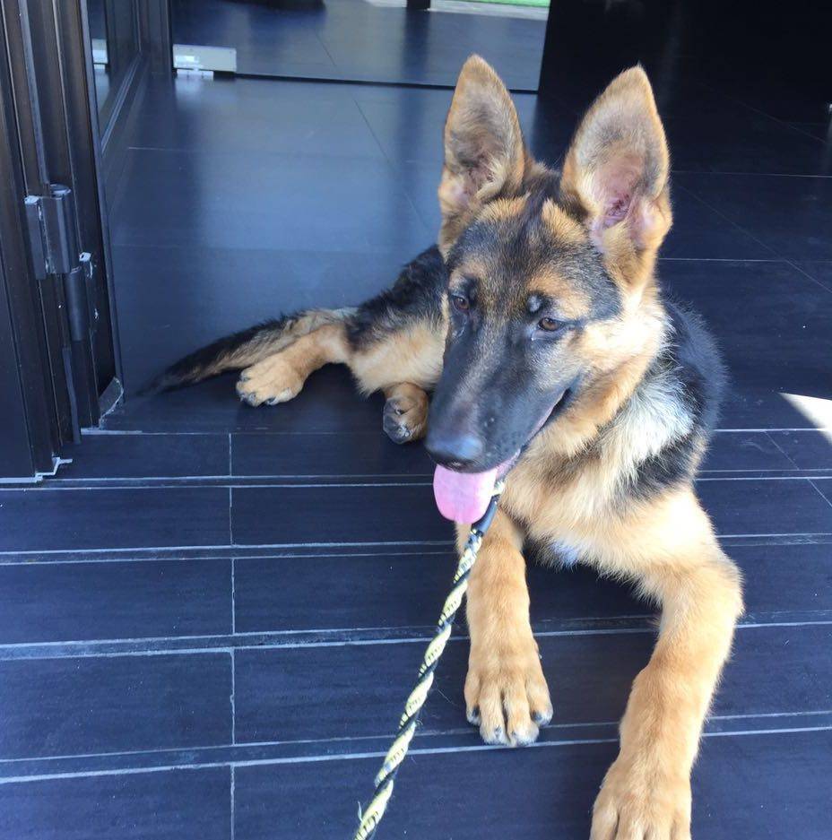 Elli cane scappato 