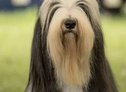 Esposizione canina a Laveno Mombello 