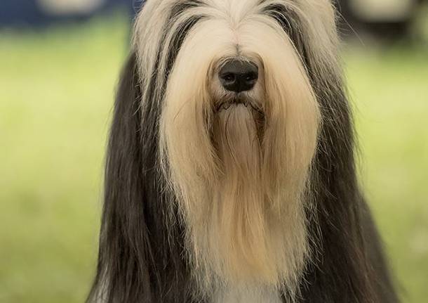 Esposizione canina a Laveno Mombello 