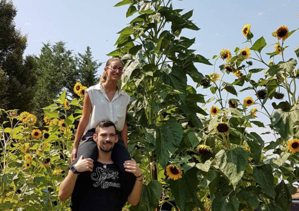 I girasoli che sfiorano il cielo