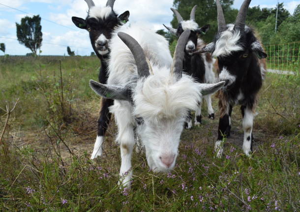 In bici alla scoperta dell’Olanda