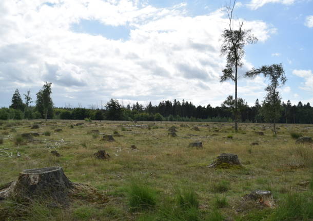 In bici alla scoperta dell’Olanda