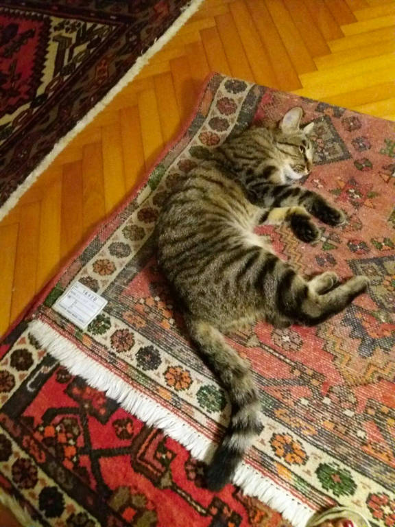 Mimi