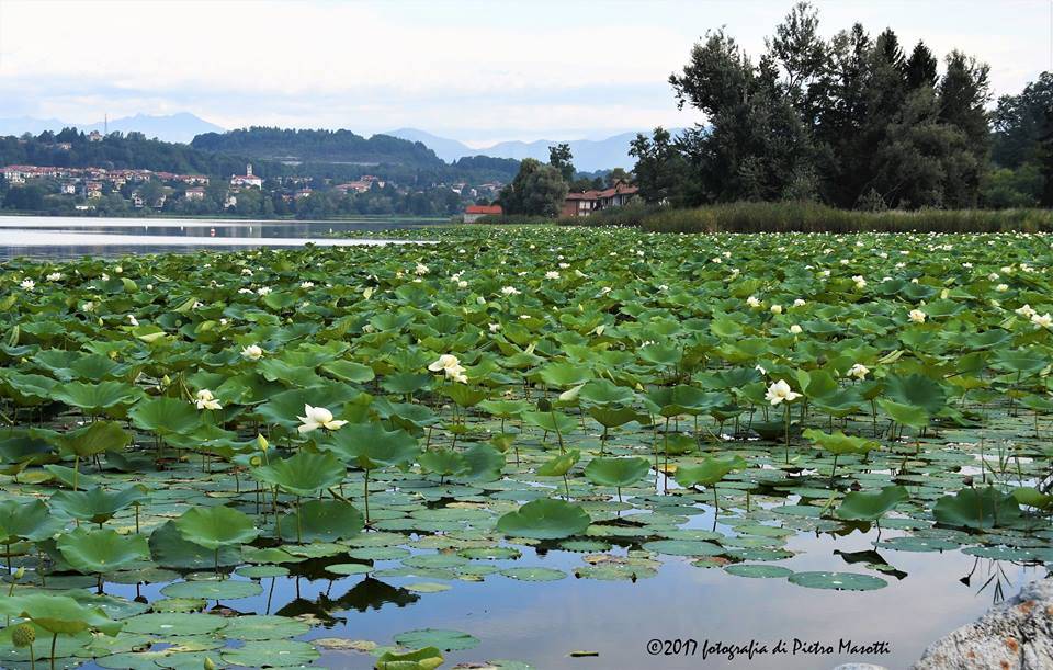 Ninfee sul lago di Comabbio