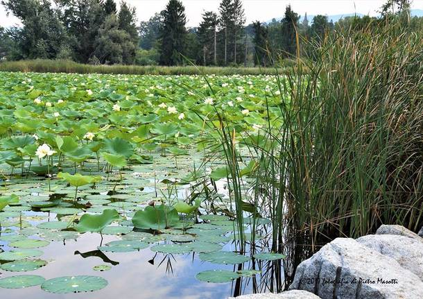 Ninfee sul lago di Comabbio