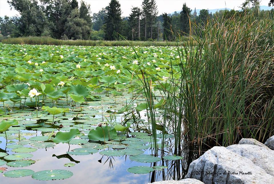 Ninfee sul lago di Comabbio