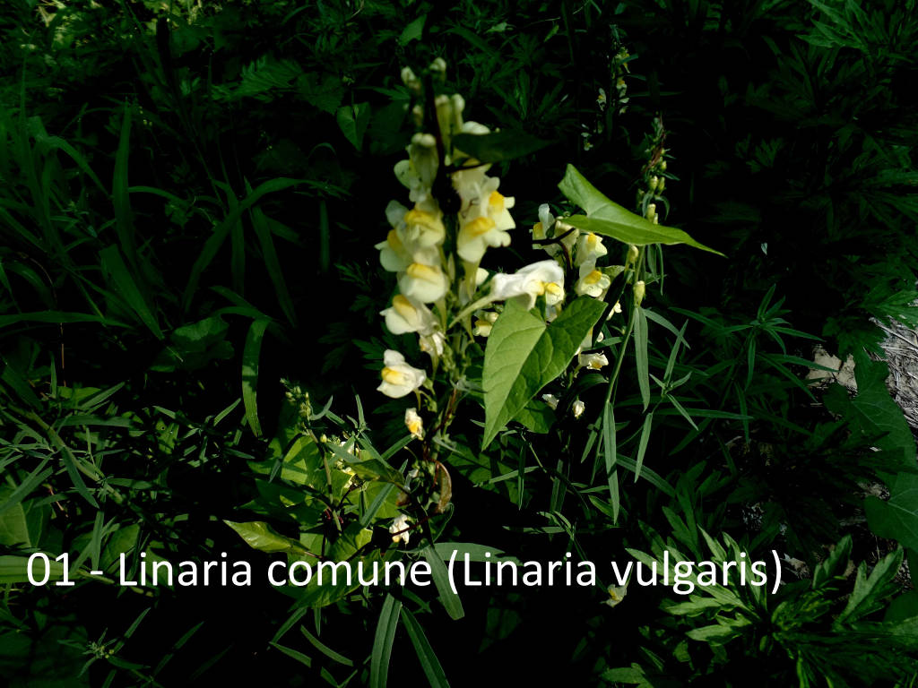 Oltre il Molinetto