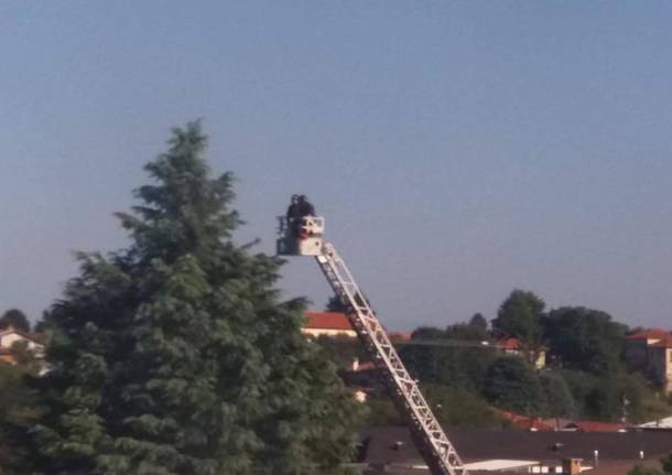 Pompieri a caccia del pappagallo in fuga