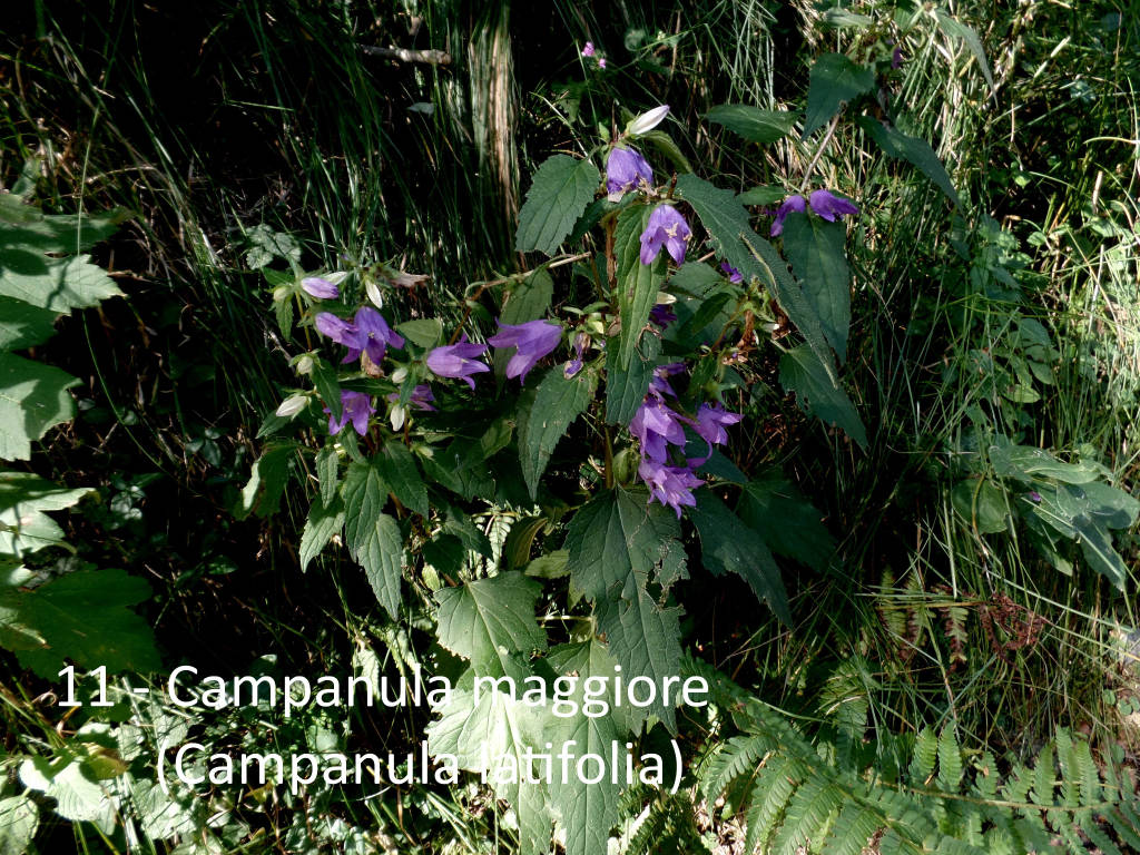 Tra i fiori e le piante del Pralugano e del parco di Villa Cagnola
