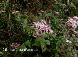 Tra i fiori e le piante del Pralugano e del parco di Villa Cagnola