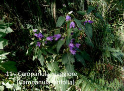 Tra i fiori e le piante del Pralugano e del parco di Villa Cagnola