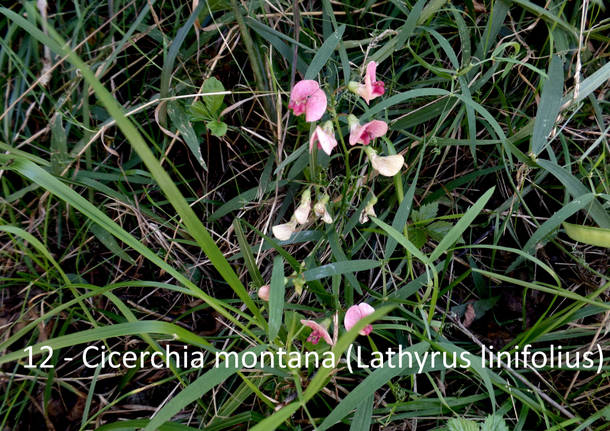 Tra i fiori e le piante del Pralugano e del parco di Villa Cagnola