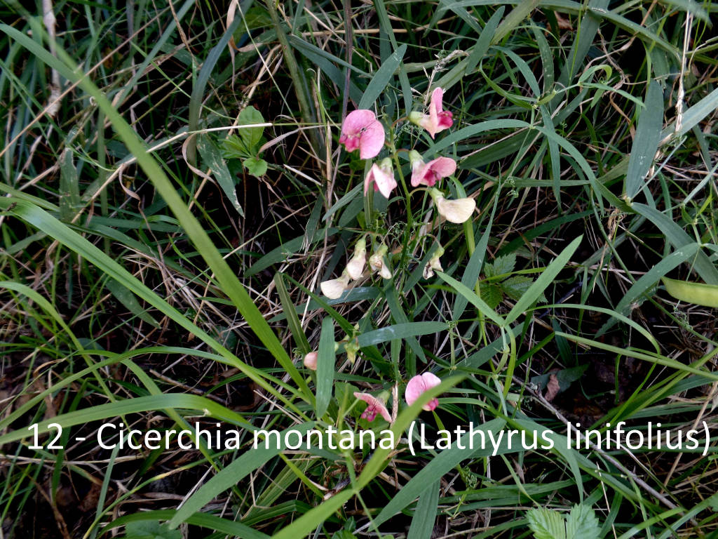 Tra i fiori e le piante del Pralugano e del parco di Villa Cagnola