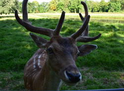 Ultima tappa: Da Utrecht a Varese