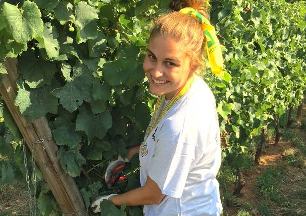 vendemmia franciacorta