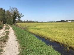 Via Francigena, da Torino a Chivasso